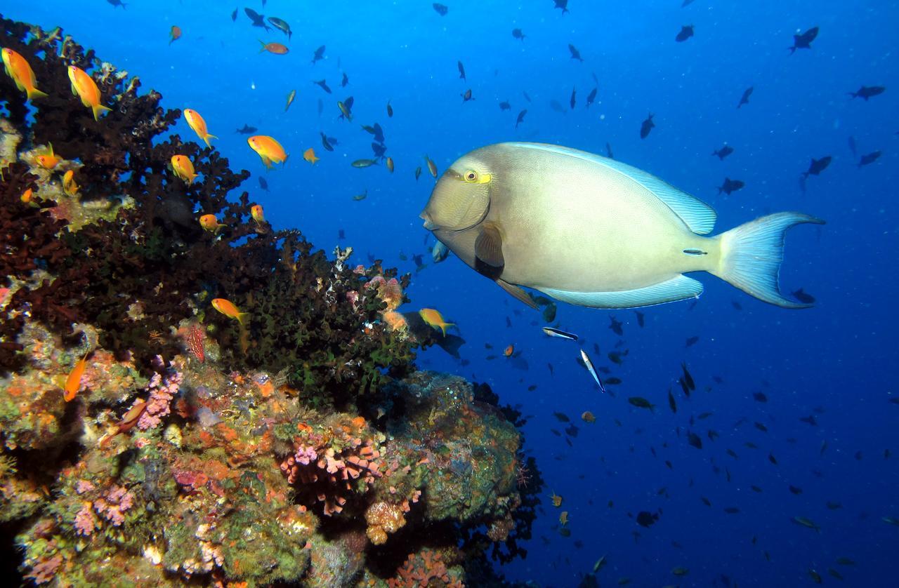 Kandima Maldives - 50 Percent Off On Return Domestic Flight Transfers On Stays 4 Nights Or More Between 01 Apr & 10 Oct 2025 Kudahuvadhoo Esterno foto Acanthurus chirurgus