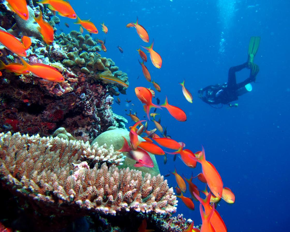 Kandima Maldives - 50 Percent Off On Return Domestic Flight Transfers On Stays 4 Nights Or More Between 01 Apr & 10 Oct 2025 Kudahuvadhoo Esterno foto A diver with a camera